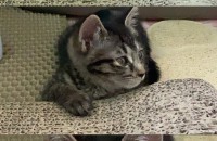 고양이 두마리 무료 분양 합니다.