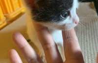 아기고양이 무료입양입니다