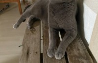 러시안블루 5살 남아 분양합니다