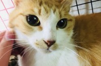 고양이 무료 분양 합니다~