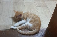 3달정도된 고양이(남)분양합니다(광주지역만)