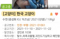 시보호소에 입소하여 공고중인 치즈남아 입양해주세요.