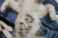 고양이무료분양합니다