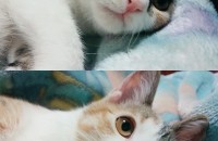 코숏 삼색 여아 분양해요