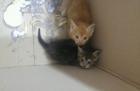 안녕하세요~ 고양이 2마리 분양합니다!