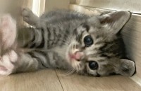 무료분양합니다.한달되었습니다~