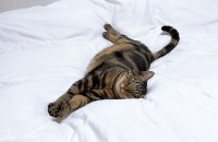 5살 아메숏 브라운 남아 중성화완료 개냥이