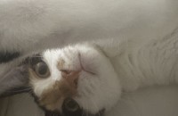 고양이 무료분양합니다 좋은 집사님 찾습니다