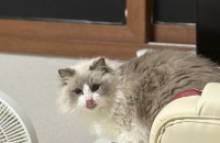 3살 랙돌 고양이