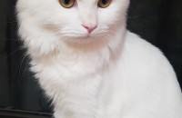 터키쉬앙고라믹스 남아입니다