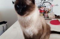 샴고양이 남아분양 해요(순둥이)