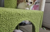 [평택]2개월된 길냥이