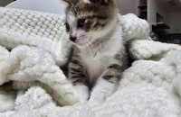 아기고양이 무료분양