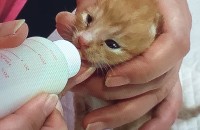 아기 고양이 3마리 분양합니다.