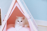 [아산]엑죠틱숏헤어 남아 무료분양합니다