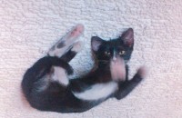 두달된 고양이 가족 찾습니다