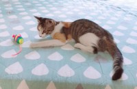 길고양이  분양합니다    3개월 여아입니다