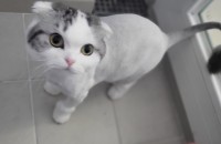 스코티쉬폴드 3세 여아 세종