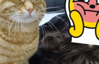 고양이 입양자를 찾습니다.