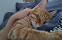 고양이 무료분양