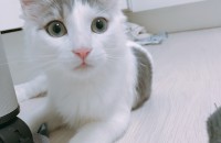 노르웨이숲 잘키워주실분이요..!