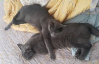 러시안블루분양합니다