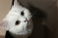 (대전)고양이 무료분양합니다