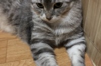 대전) 아메리칸숏헤어 아이 분양합니다