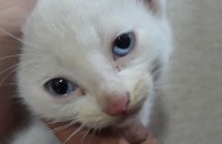 대전 동구 고양이 분양합니다