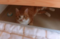 잘 돌봐주실 집사분이 데려가주셨으면 좋겠어요