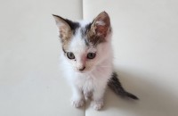 2개월 미만 개냥이 모카 사랑으로 키워줄 분 찾습니다~~1