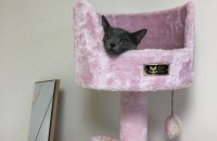 러시안블루 무료 분양 보냅니다