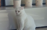 [경기도 파주] 4살 스코티쉬폴드 여자아이 무료분양합니다.