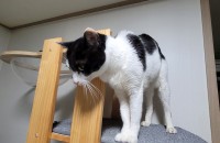 이사 이유로 분양 보냅니다