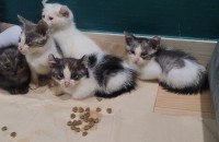 젖막땐 아기고양이 무료분양 해요