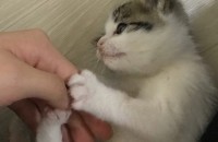 아메리칸 숏헤어 여아 2개월