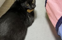 블랙 고양이 분양합니다