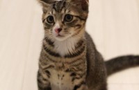 코리안숏헤어 7개월 남매 분양합니다