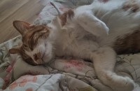 코리안숏헤어 1살 남아