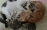 2018년4월에 태어난 아가들 분양보냅니다