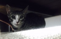 3개월된 아가들 분양합니다