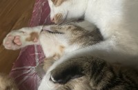 고양이 두마리 무료분양합니다