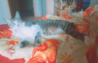 별이의 가족이 되어주세요