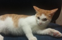 남아 고양이 무료분양