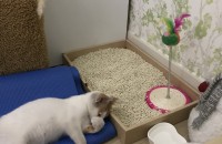 새끼고양이 분양합니당