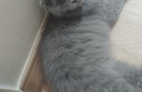 3개월된 스코티쉬 폴드2마리, 스코티쉬 스트레이트 한마리 분양보냅니다