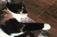 삼색이 무료분양