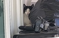 고양이 암&수 2마리 분양합니다.