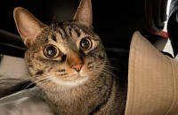 고등어태비 개냥이 분양합니다