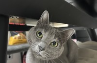 러시안 블루 여아 분양합니다